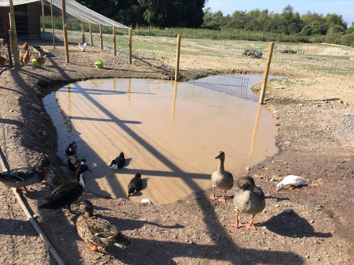 Dhotes A La Ferme Pensión